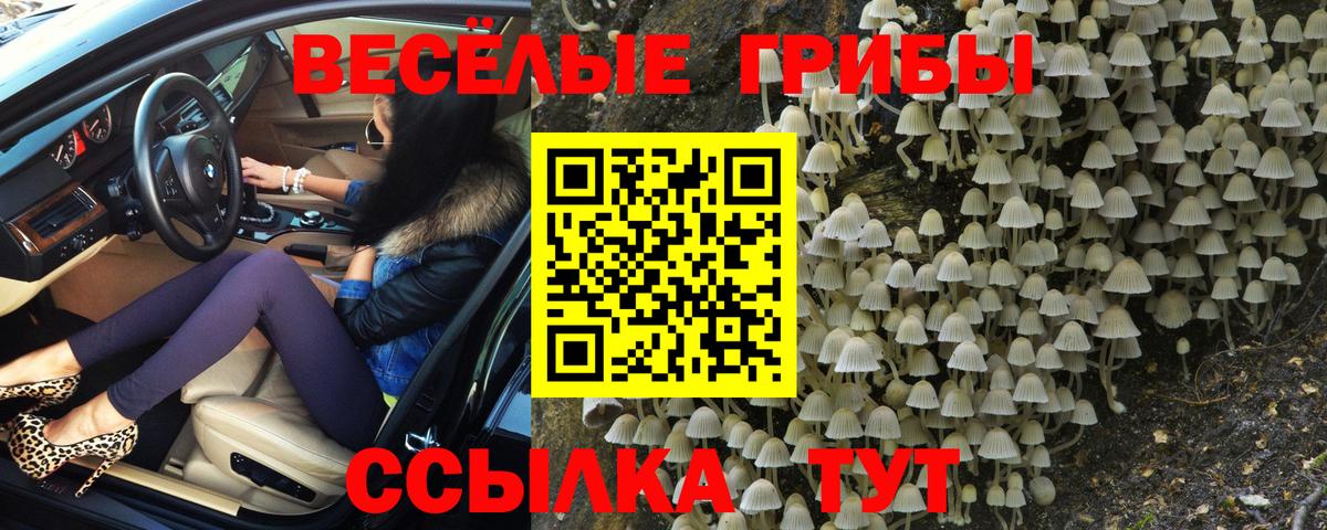 Псилоцибиновые грибы Psilocybine cubensis Донской